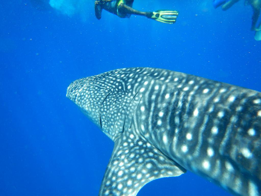 Shamar Guesthouse & Dive Maamigili Εξωτερικό φωτογραφία