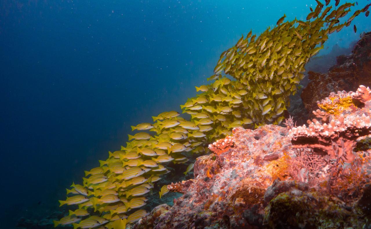 Shamar Guesthouse & Dive Maamigili Εξωτερικό φωτογραφία