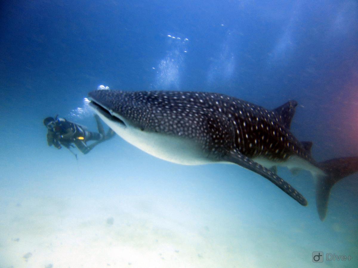 Shamar Guesthouse & Dive Maamigili Εξωτερικό φωτογραφία