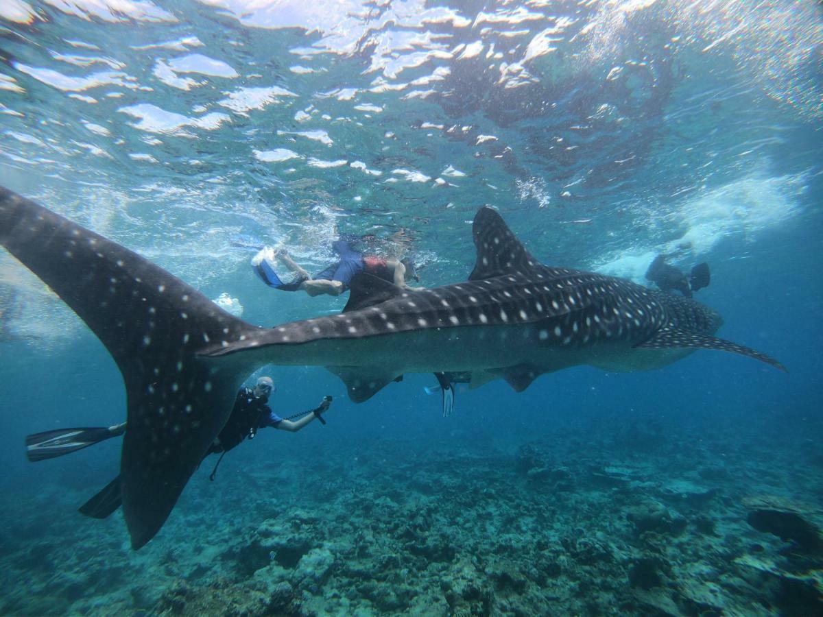 Shamar Guesthouse & Dive Maamigili Εξωτερικό φωτογραφία